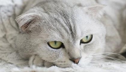 曼联主教练阿莫林下课 此前炮轰俱乐部